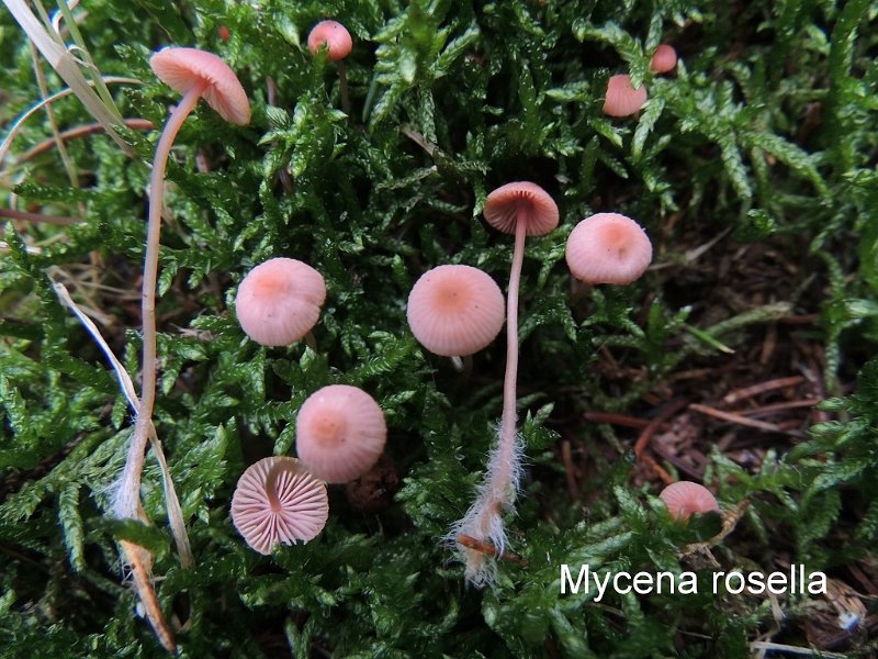 Mycena rosella-amf1340-1.jpg - Mycena rosella ; Syn: Prunulus roseolus ; Nom français: Mycène rosâtre